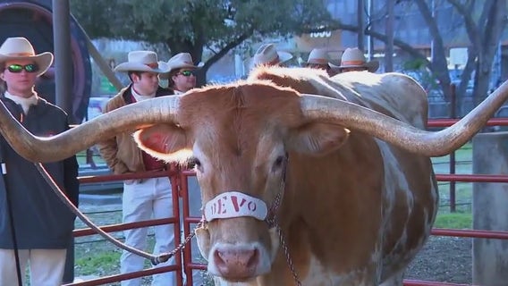 Texas Longhorns mascot Bevo celebrates his 10th birthday
