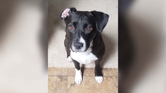 Family of dog shot to death in Kyle looking for answers