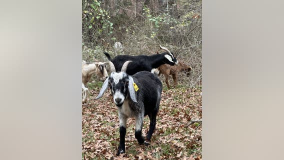 Goats helping reduce wildfire risk in Steiner Ranch
