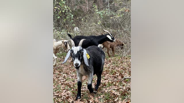 Goats helping reduce wildfire risk in Steiner Ranch