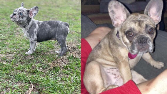 French Bulldogs stolen in Austin; 1 suspect on the run: APD