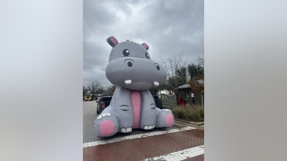 Hutto hippos: How one city is celebrating World Hippo Day