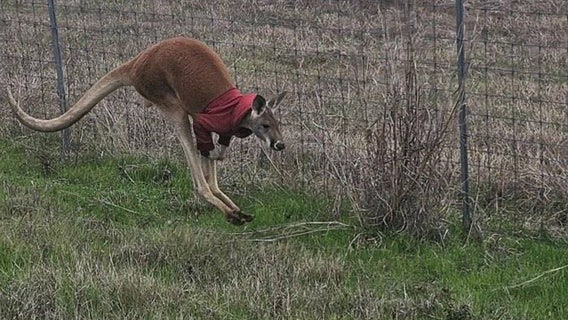 Kangaroo wearing red jacket gets loose in Fayette County