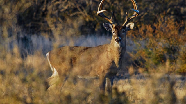 Texas game wardens charge 22 in illegal deer smuggling scheme