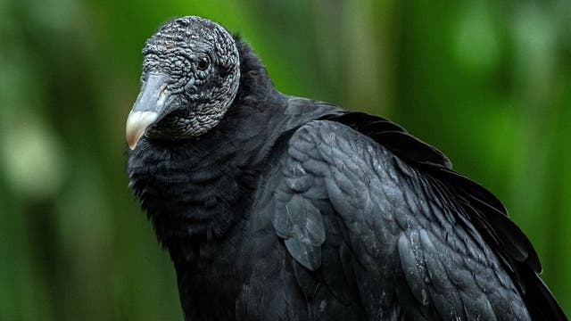 Bird flu detected in black vultures found in New Braunfels: TPWD