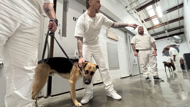 WilCo animal shelter launches unique foster program with Bartlett prison