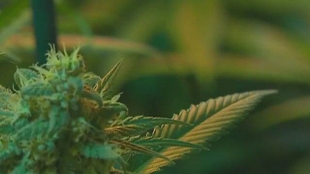 Marijuana decriminalization: Lockhart City Council votes to reject Lockhart Freedom Act