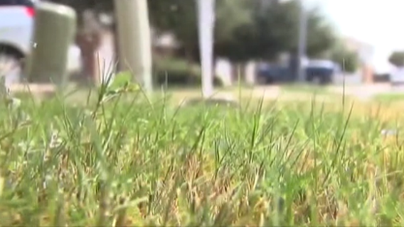 Texas bill aims to protect homeowners from getting fined for brown lawns during water restrictions