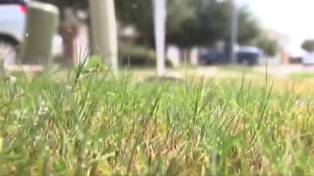 Texas bill aims to protect homeowners from getting fined for brown lawns during water restrictions