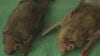 Texas lawmakers consider bat protection bill