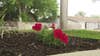 Red Poppy Fest packs downtown Georgetown for the weekend