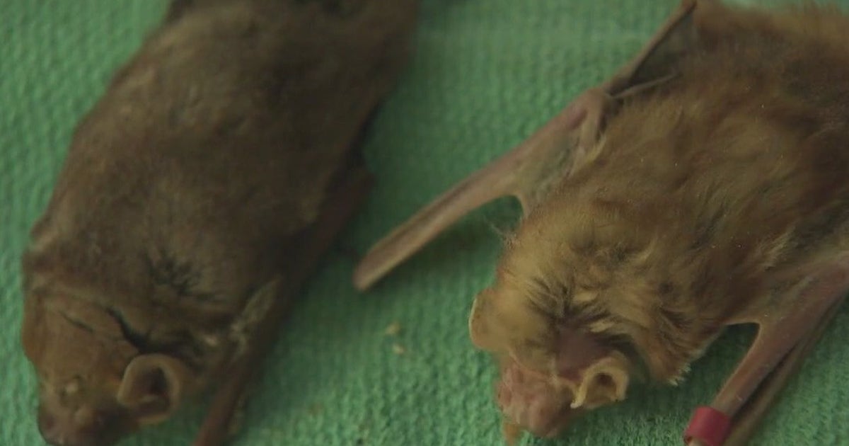 Rabid bat found at Tanger Outlets in San Marcos: city | FOX 7 Austin