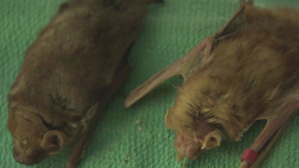 Rabid bat found in Cedar Park motel: police