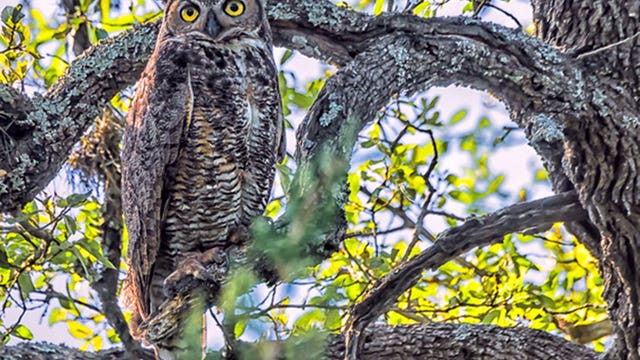 Athena the owl named Austin's official owl ambassador