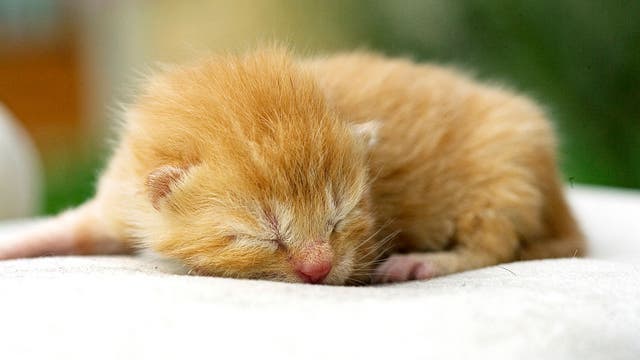 Kitten season: Fosters, donations needed for area shelters