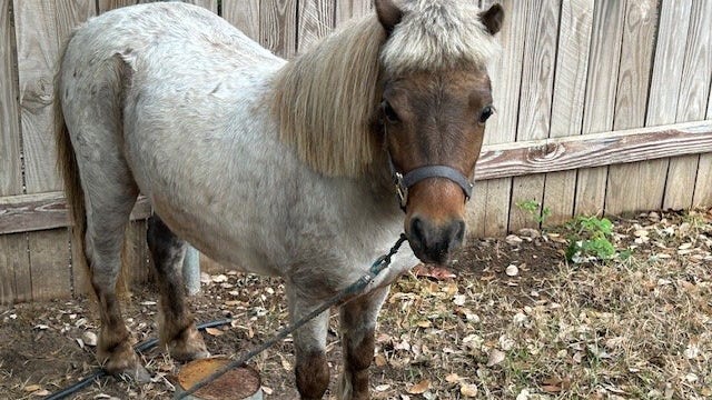 Pony reunited with family after wandering Leander subdivision: police