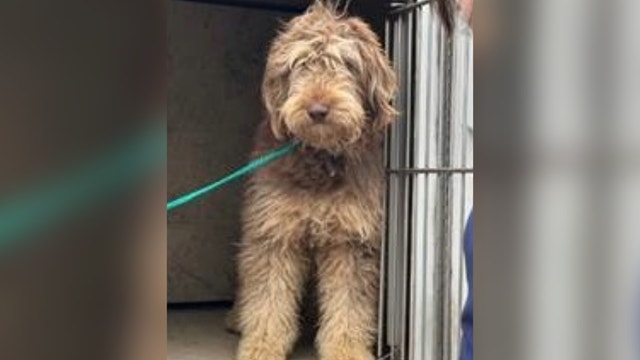 19 dogs from Bastrop County breeding operation at AHS; over 30 dogs in total rescued