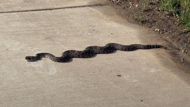 Snake season in Texas. What you should do if you encounter one
