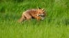 Fox bites person in Hays County, tests positive for rabies: sheriff