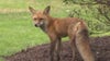 Austin physician speaks on how to treat rabies amid recent fox attacks