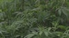 Texas lawmakers look to expand law on use of medical marijuana