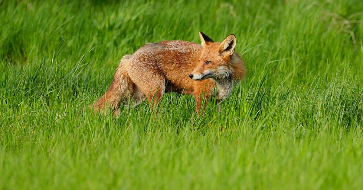 Fox bites person in Hays County, tests positive for rabies: sheriff ...