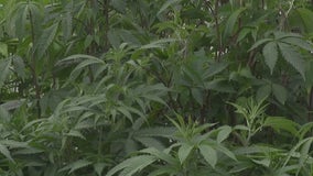 Texas lawmakers look to expand law on use of medical marijuana