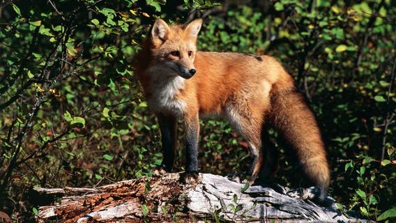 Fox attacks people on San Marcos trails, says city