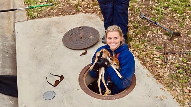 Austin Fire rescues baby deer trapped in storm drain