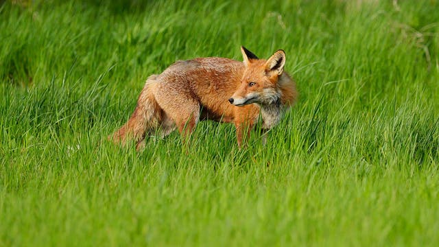 Fox bites person in Hays County, tests positive for rabies: sheriff