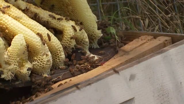 American Honey Bee Protection Agency tries to recover after devastating fire