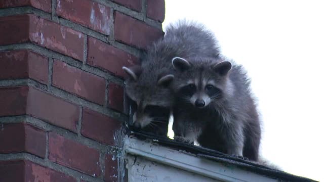 Austin apartment resident says raccoons living inside his walls