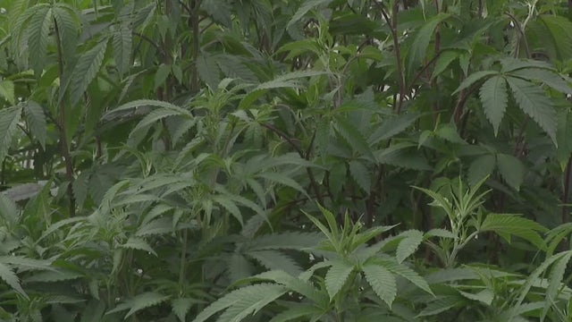 Texas lawmakers look to expand law on use of medical marijuana