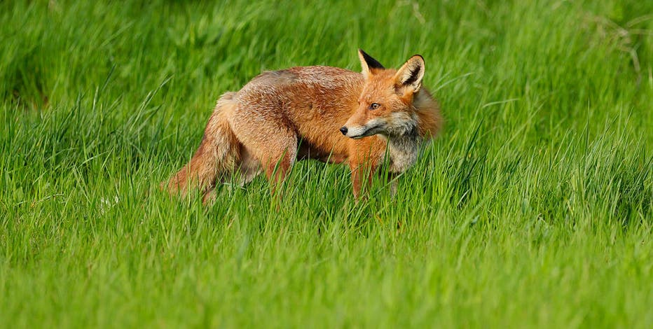 Fox bites person in Hays County, tests positive for rabies: sheriff