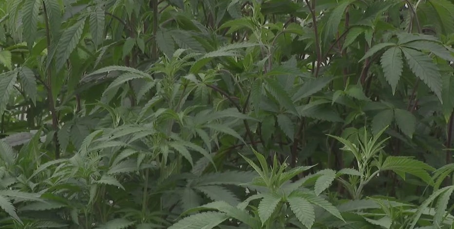 Texas lawmakers look to expand law on use of medical marijuana