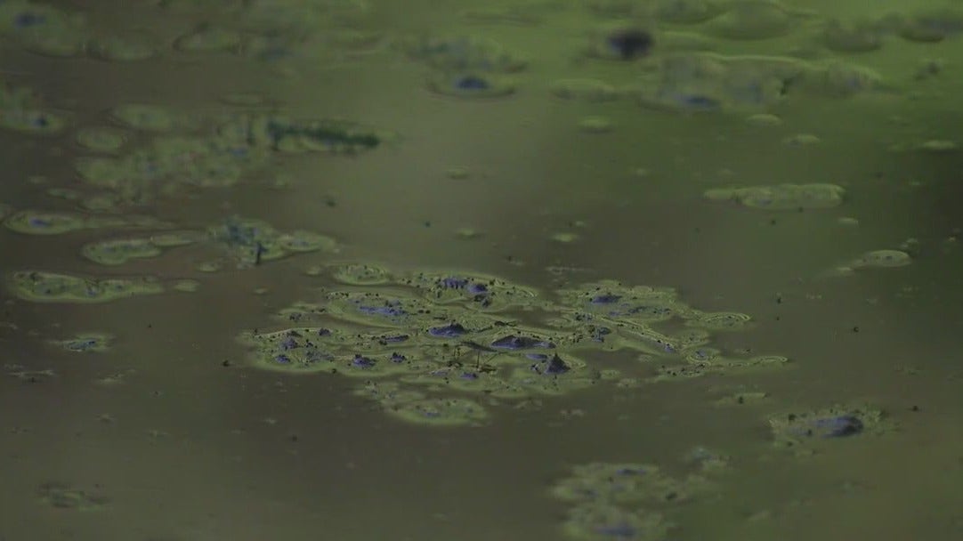 Blue-green algae is back in Austin waterways