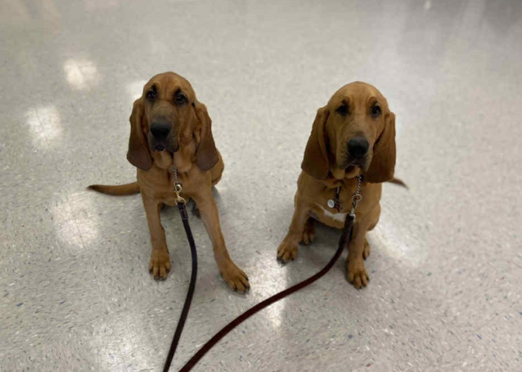 Texas passes new veterinary bills into law