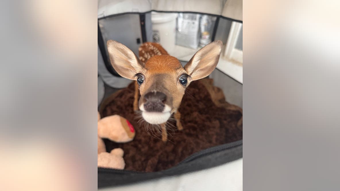 Austin Wildlife Rescue seeks food donations for rescued animals