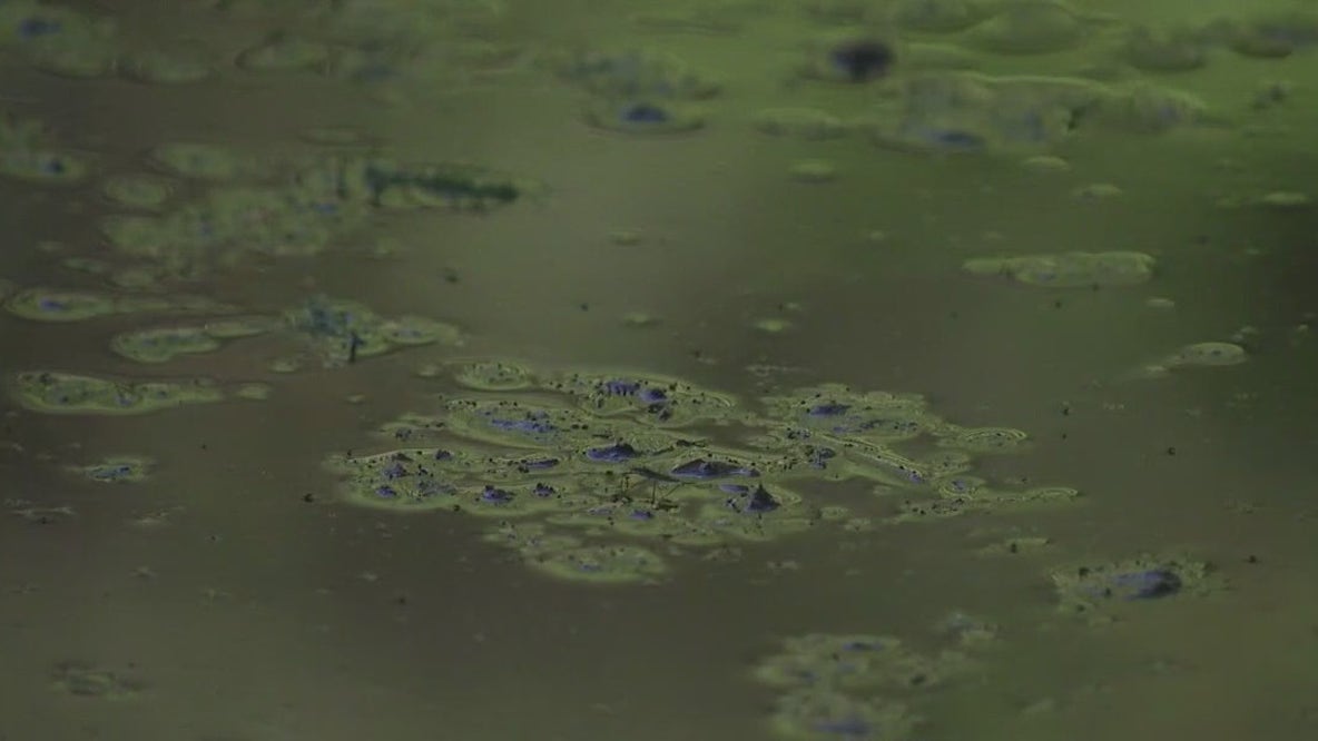 Blue-green algae is back in Austin waterways