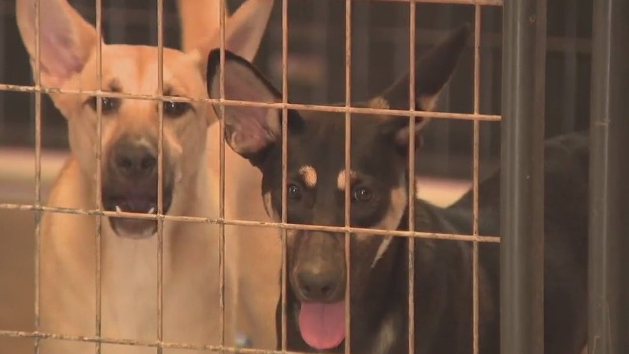 Austin nonprofit donates A/C to Texas Humane Heroes