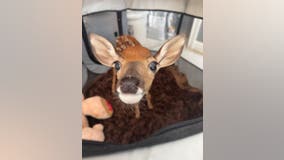 Austin Wildlife Rescue seeks food donations for rescued animals