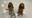 Texas passes new veterinary bills into law