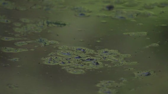City of Austin continues to treat toxic blue-green algae in Lady Bird Lake
