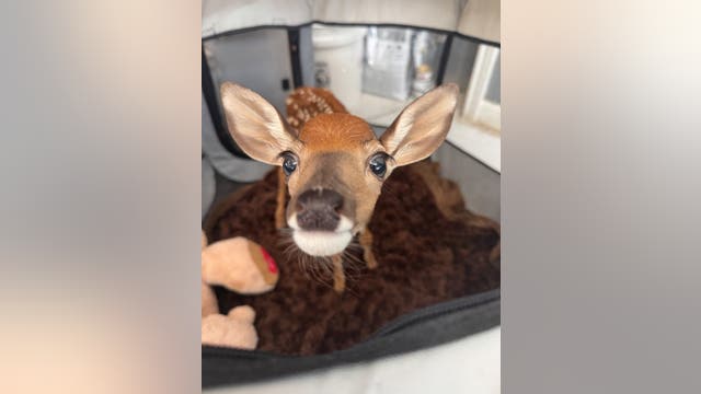 Austin Wildlife Rescue seeks food donations for rescued animals