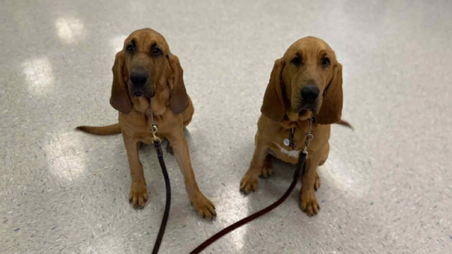 Texas passes new veterinary bills into law