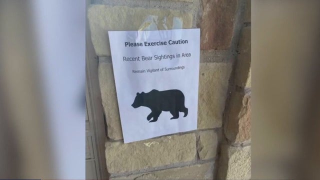 Black bear sighting in Buda neighborhood