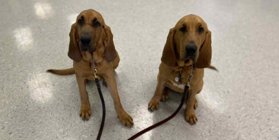 Texas passes new veterinary bills into law