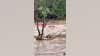 Texas flooding: Video shows woman rescued from rushing water near San Angelo