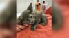 Texas flooding: Over 60 pets arrive at APA! after severe flooding in Kerr, Williamsion counties