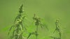 Texas THC ban: Senate Bill 5 debate put on hold as Senate adjourns